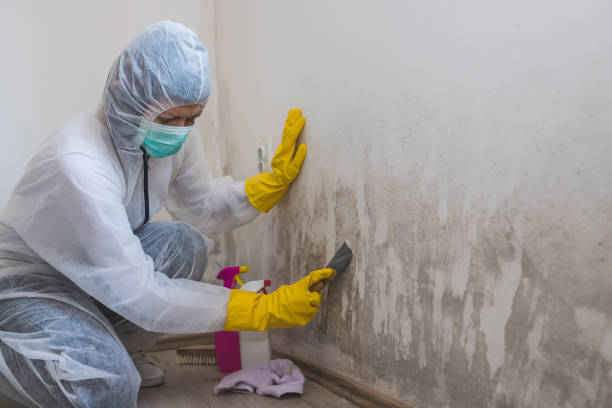 Best Certified Mold Removal  in Melrose, MN
