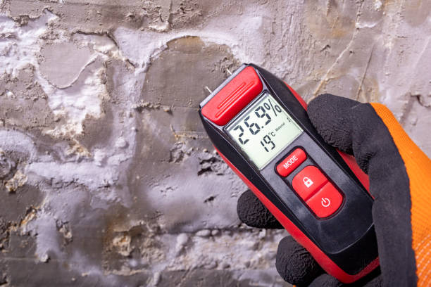 Best Fast Mold Removal  in Melrose, MN
