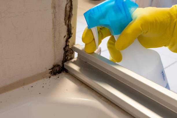 Professional Mold Removal in Melrose, MN