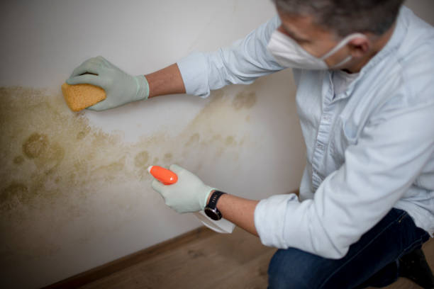 Best Toxic Mold Removal  in Melrose, MN