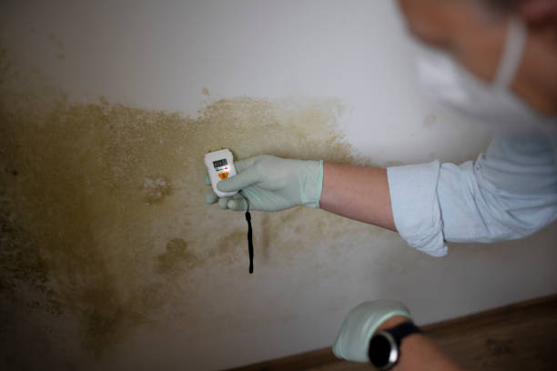 Best Mold Removal Process  in Melrose, MN