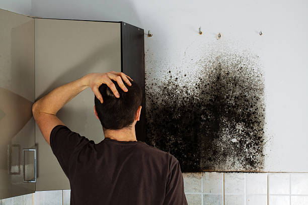 Best Office Mold Removal Services  in Melrose, MN